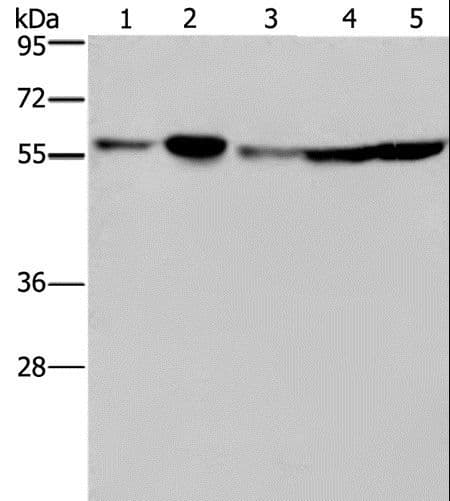NUP50 Antibody