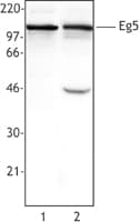 Monoclonal Mouse anti-Human KIF11 / EG5 Antibody (clone 10C7/Eg5, WB)