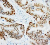 TP53 / p53 Antibody (clone IMD-53, Magnetic beads)