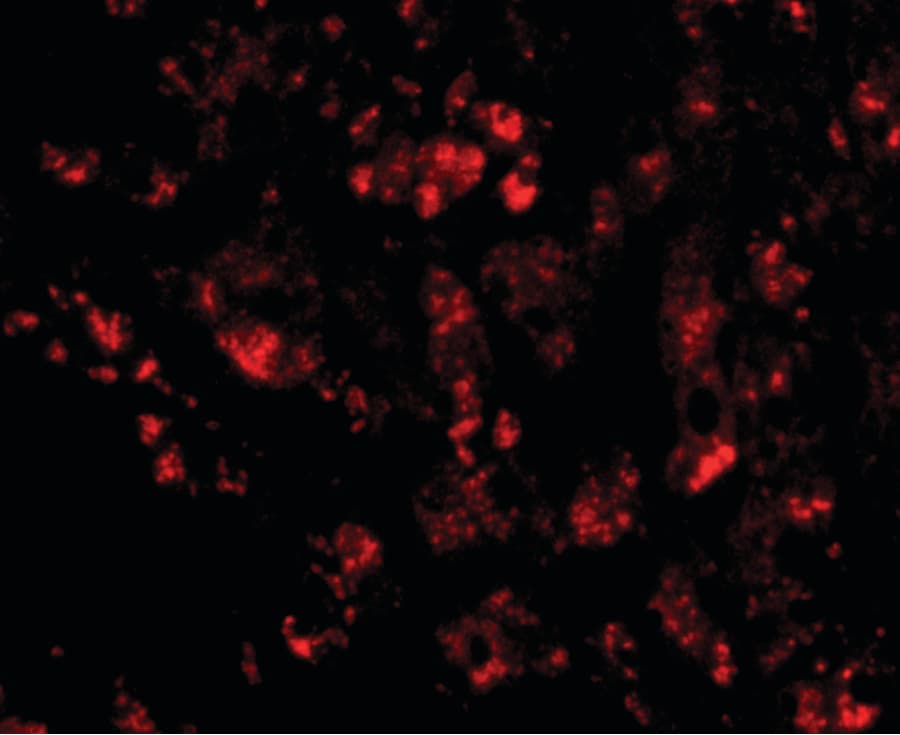 CUEDC1 Antibody