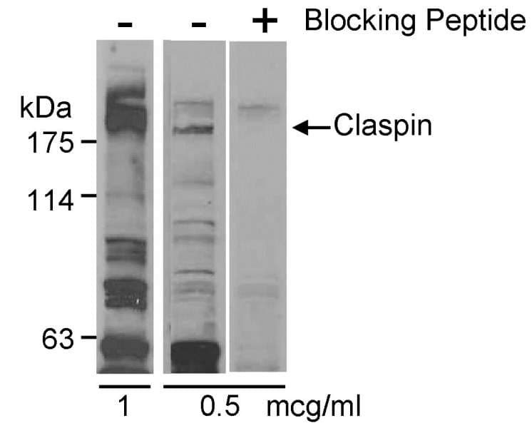 Polyclonal Rabbit anti-Human CLSPN / Claspin Antibody (aa450-500, WB)