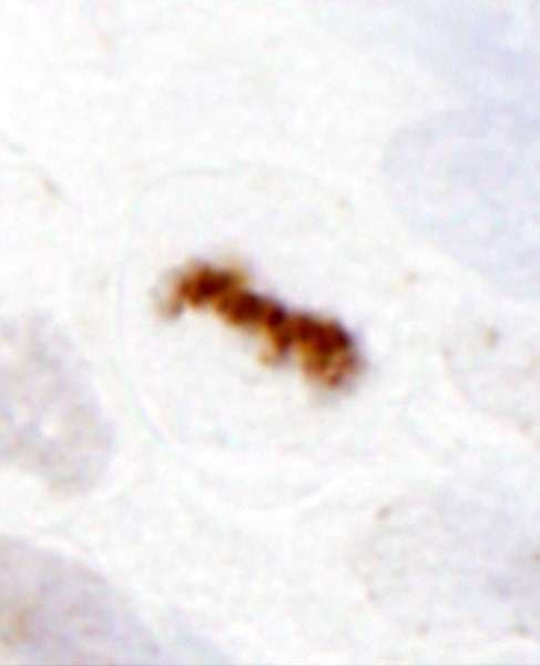 AURKB / Aurora-B Antibody (aa300-C-term)
