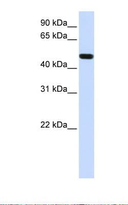 Polyclonal Rabbit anti-Human FOXA1 Antibody (Biotin, N-Terminus, WB)