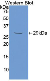MEPE Antibody (aa212-445, PE)