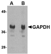 Polyclonal Chicken anti-Human GAPDH Antibody (WB)