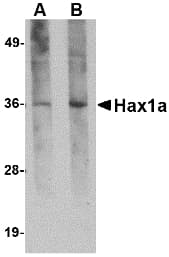Monoclonal Mouse anti-Human HAX-1 Antibody (clone 8F9G7, WB)