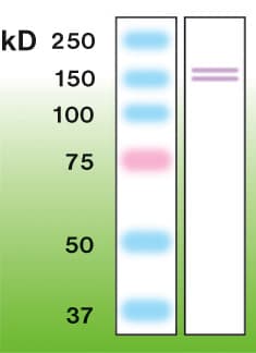 Polyclonal Rabbit anti-Human NOS2 / iNOS Antibody (WB)