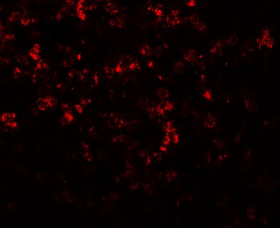 MKRN3 Antibody