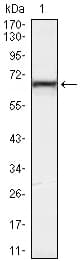 Monoclonal Mouse anti-Human KLHL12 Antibody (clone 2G2, WB)
