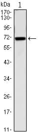 Monoclonal Mouse anti-Human CDC27 Antibody (clone 5C12, IHC, WB)
