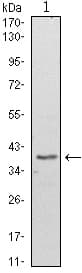 Monoclonal Mouse anti-Human WDR5 Antibody (clone 7B11, WB)