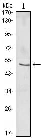Monoclonal Mouse anti-Human NFKBIB / IKB Beta / IKBB Antibody (clone 7B4, WB)