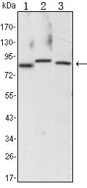 Monoclonal Mouse anti-Human CHUK / IKKA / IKK Alpha Antibody (clone 3G12, WB)