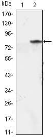 Monoclonal Mouse anti-Human MYOD / MYOD1 Antibody (clone 1C8, WB)