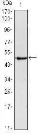 Monoclonal Mouse anti-Human POU5F1 / OCT4 Antibody (clone 7E7, IF, WB)