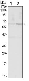 CCNB1 / Cyclin B1 Antibody (clone 5G6)