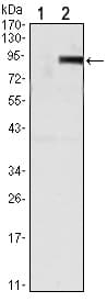 Monoclonal Mouse anti-Human OPG / Osteoprotegerin Antibody (clone 5G2, IF, WB)