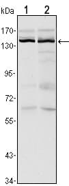 Monoclonal Mouse anti-Human KDM3A / JMJD1A Antibody (clone 20, IHC, IF, WB)