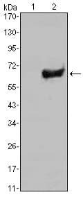 SOX2 Antibody (clone 10F10)