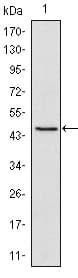 Monoclonal Mouse anti-Human POU5F1 / OCT4 Antibody (clone 5F7, WB)