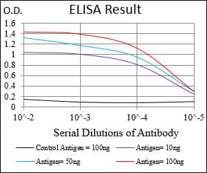 MEF2A / MEF2 Antibody (aa391-497, clone 2F9H2)