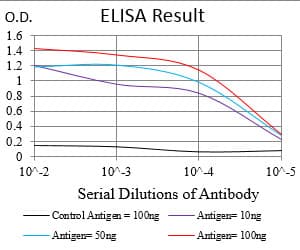 NBN / Nibrin Antibody (aa467-615, clone 7E4A2)