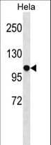 SFSWAP / SWAP Antibody (aa1-30)