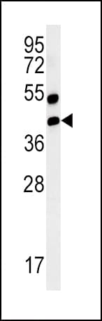 Polyclonal Rabbit anti-Human AGER / RAGE Antibody (aa29-59, IHC, WB)