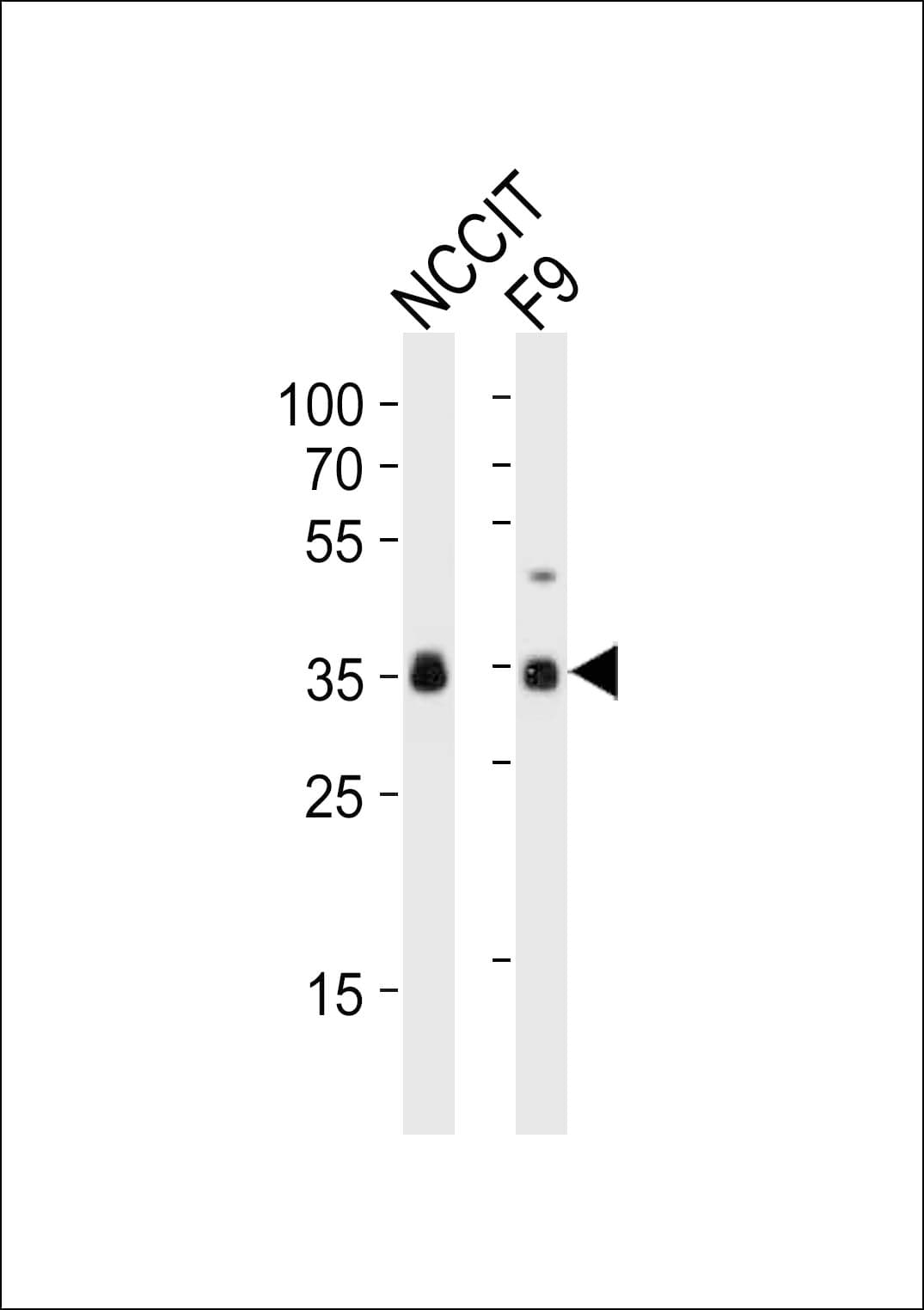 SOX2 Antibody (aa282-316)