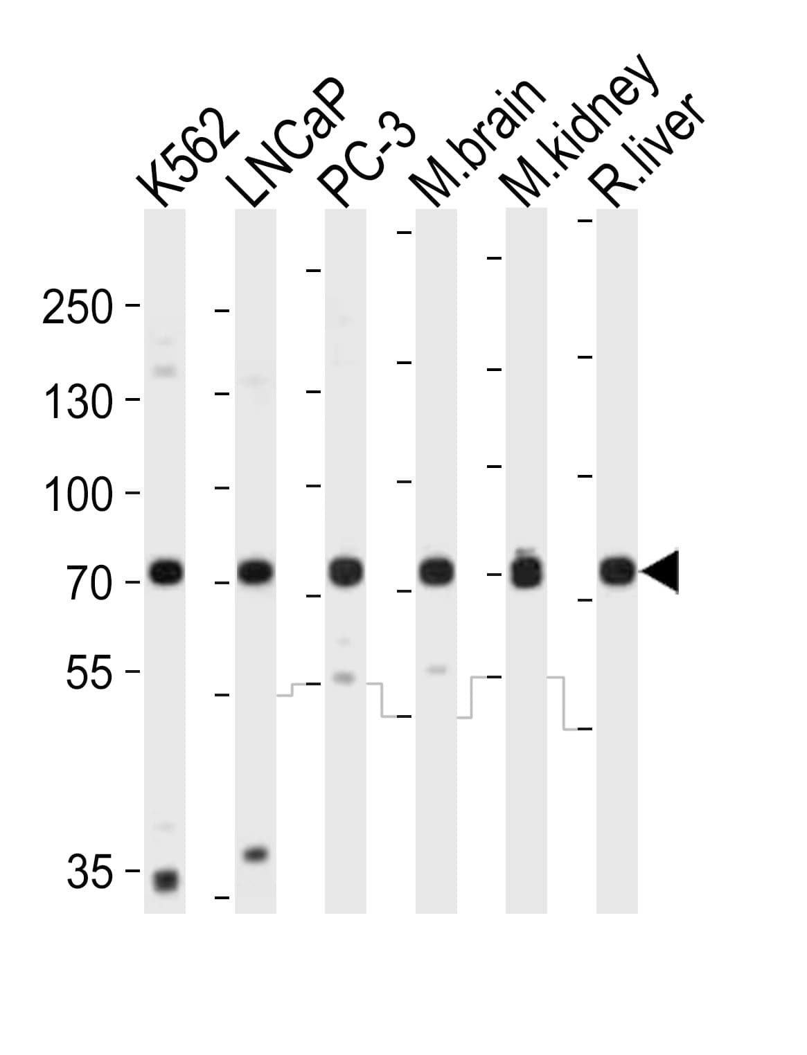 Polyclonal Rabbit anti-Human CD164 Antibody (aa152-185, WB)