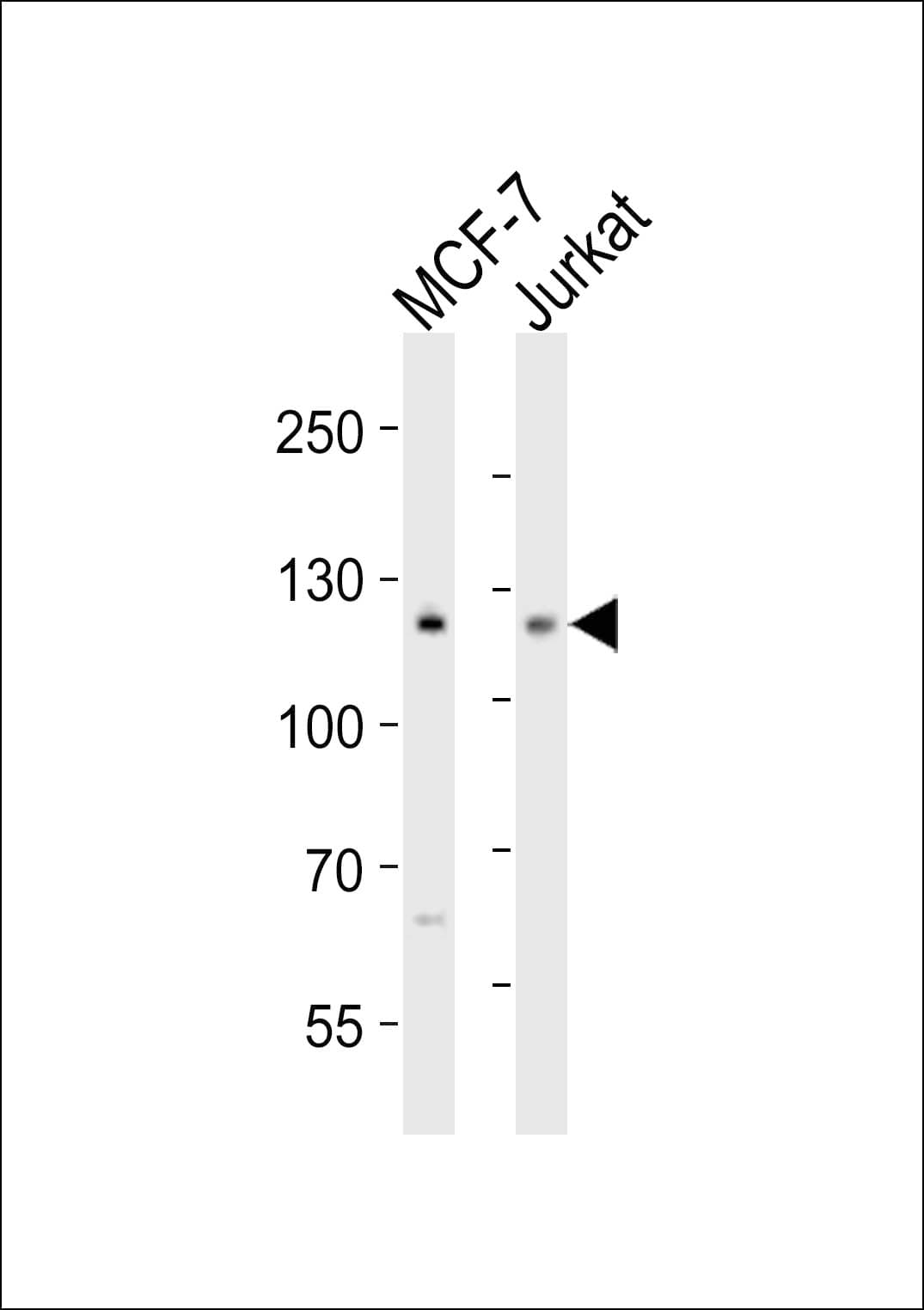 NOTCH1 Antibody (aa2428-2462)