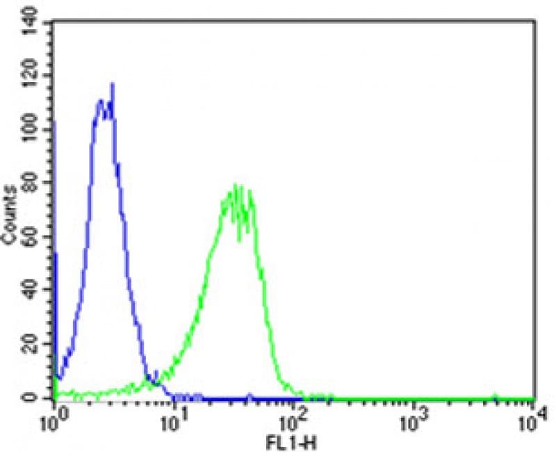 Polyclonal Rabbit anti-Mouse SHH / Sonic Hedgehog Antibody (aa397-431, WB)