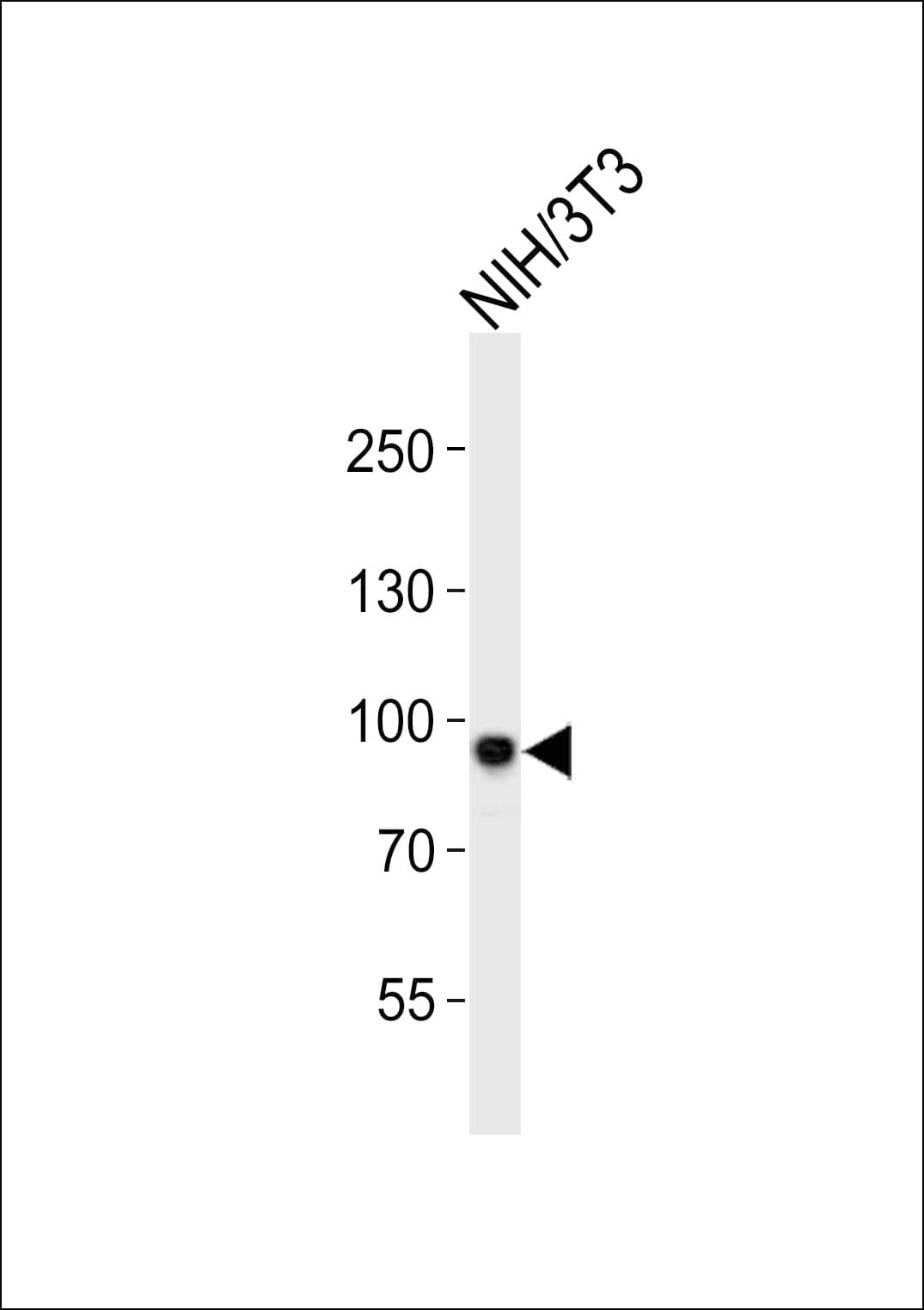 Polyclonal Rabbit anti-Mouse SIRT1 / Sirtuin 1 Antibody (aa686-721, WB)