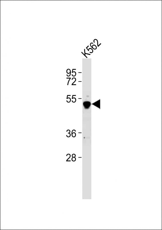 Polyclonal Rabbit anti-Human GATA2 Antibody (aa385-419, WB)