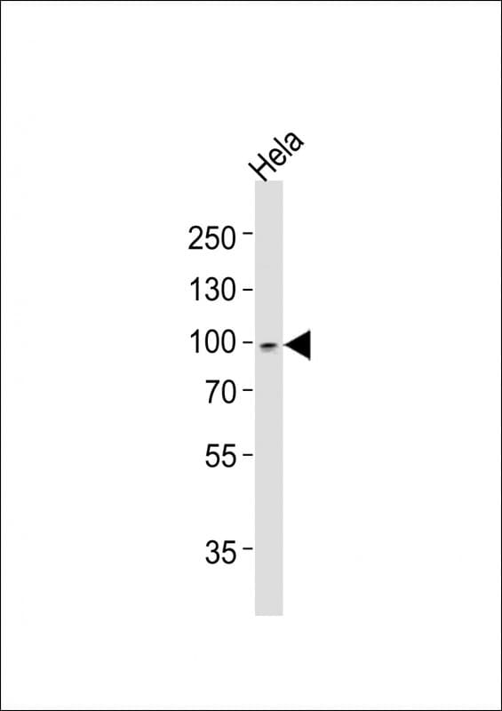RPS6KA5 / MSK1 Antibody (aa731-765)