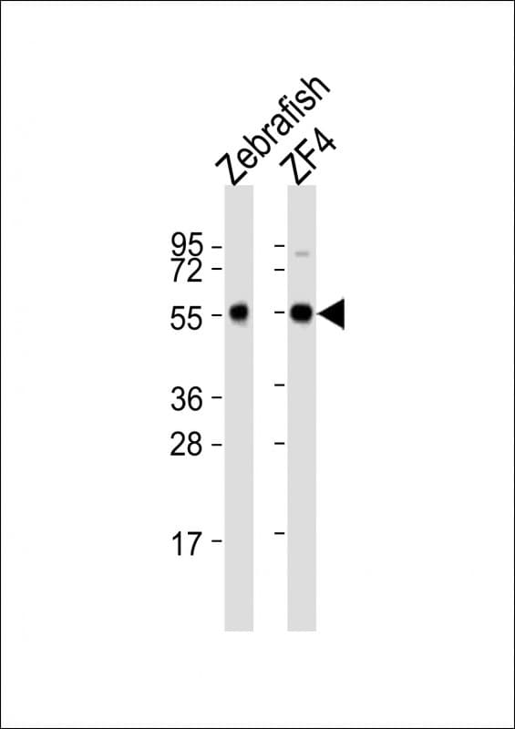 Polyclonal Rabbit anti-Zebrafish BECN1 / Beclin-1 Antibody (aa388-421, WB)