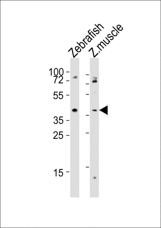 aplnra Antibody (aa343-377)