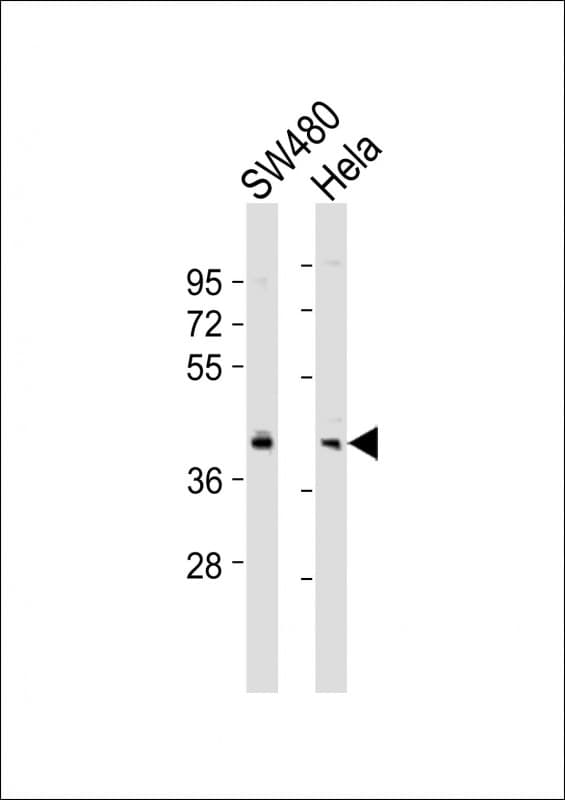 Polyclonal Rabbit anti-Human BMI1 / PCGF4 Antibody (aa230-265, WB)