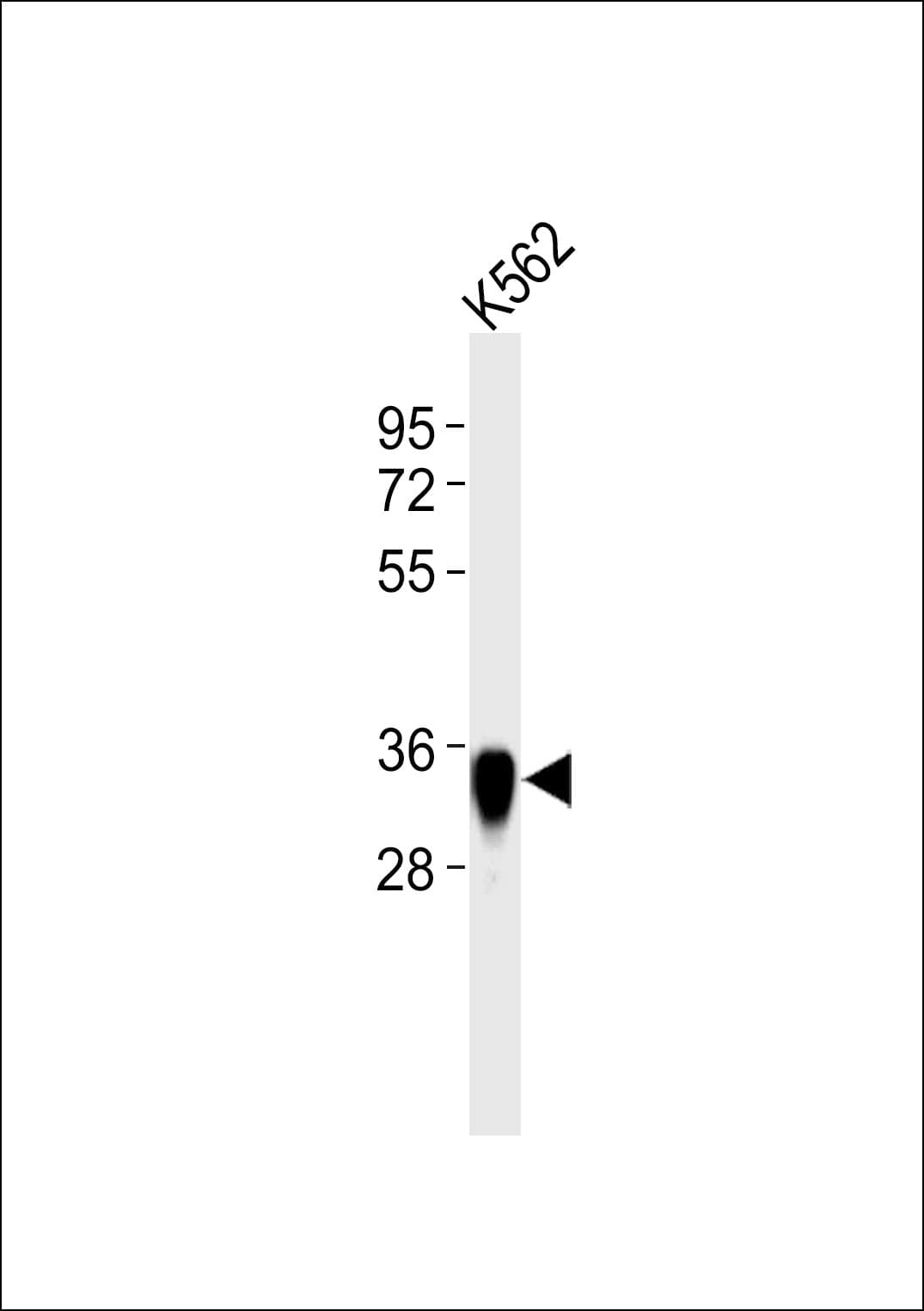 Polyclonal Rabbit anti-Human ANXA2 / Annexin A2 Antibody (WB)