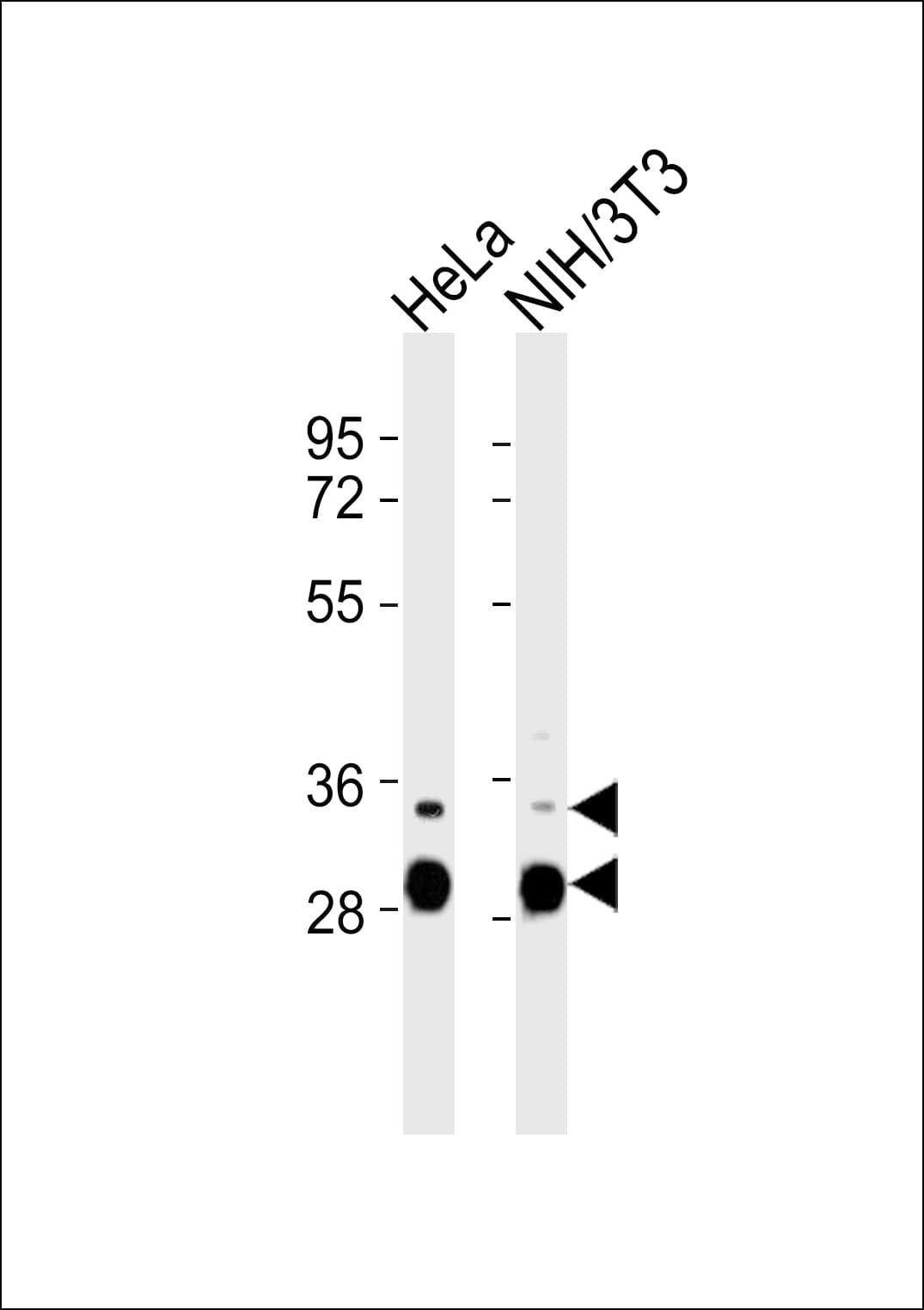 Polyclonal Rabbit anti-Human FOSL2 / FRA-2 Antibody (WB)