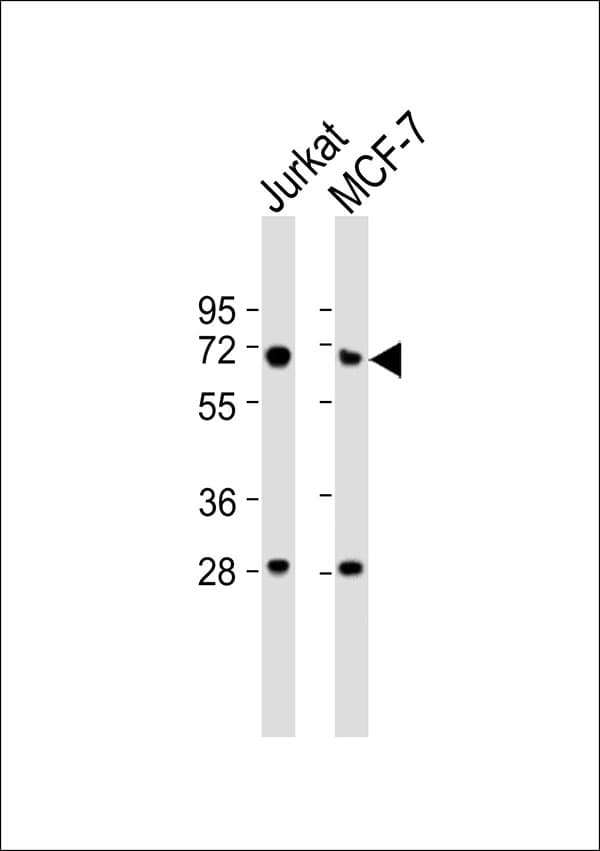 Polyclonal Rabbit anti-Human LMNB1 / Lamin B1 Antibody (WB)