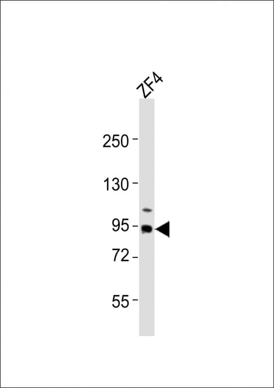 Polyclonal Rabbit anti-Zebrafish R1 / RRM1 Antibody (aa86-120, WB)