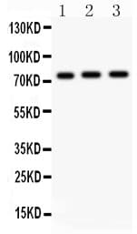 Polyclonal Rabbit anti-Human MYB / c-Myb Antibody (aa1-201, WB)