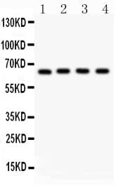 Polyclonal Rabbit anti-Mouse RELA / NFKB p65 Antibody (aa291-479, WB)