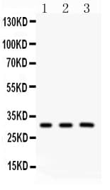 Polyclonal Rabbit anti-Human PRDX4 / Peroxiredoxin 4 Antibody (aa178-2081, IHC, WB)
