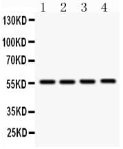 SMAD3 Antibody (aa193-222)