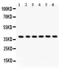 Polyclonal Rabbit anti-Human STRAP / MAWD Antibody (aa78-104, IHC, WB)