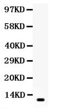 RETN / Resistin Antibody (aa19-108)