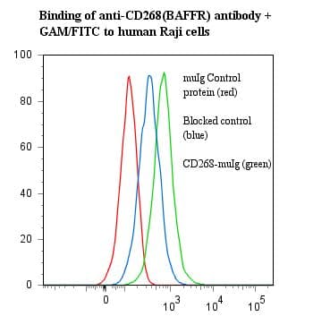 BAFF Receptor / CD268 Antibody (clone ANC268.2/6E6)