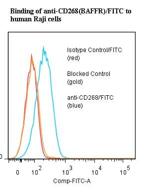 BAFF Receptor / CD268 Antibody (clone ANC268.2/6E6, FITC)